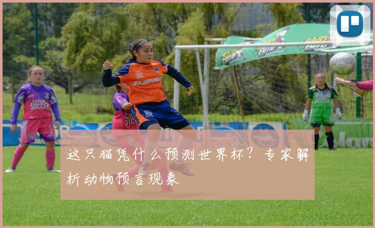 这只猫凭什么预测世界杯？专家解析动物预言现象